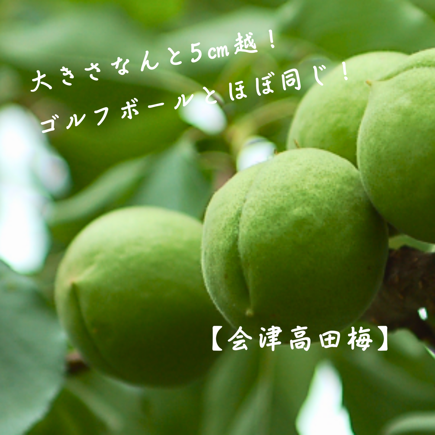【2本セット】新感覚!木桶仕込み醤油に会津高田梅の梅酢をブレンドした梅醤油!