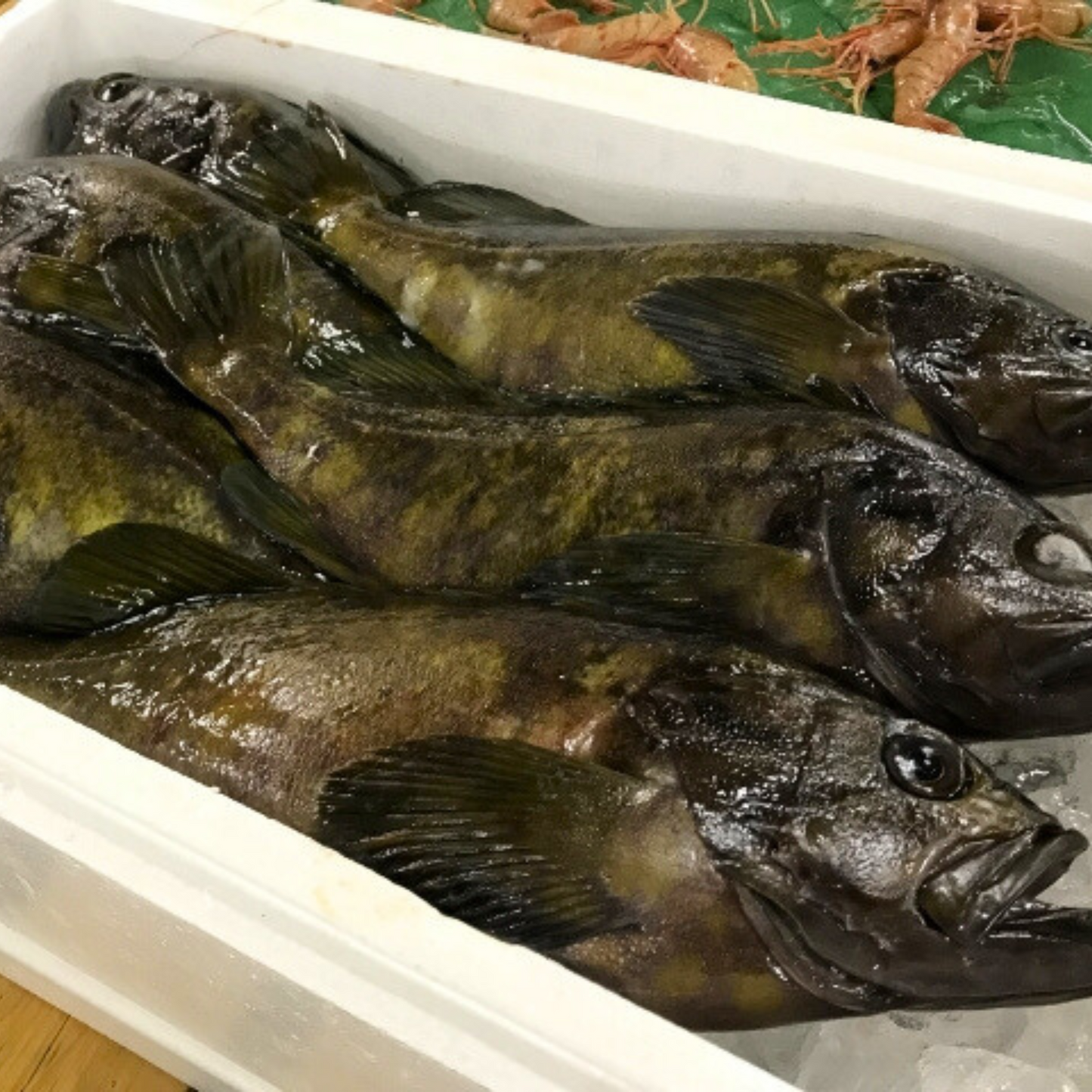 幻の高級魚クエ!日本で唯一のクエだし調味料は卵かけごはんとの相性が最高だった