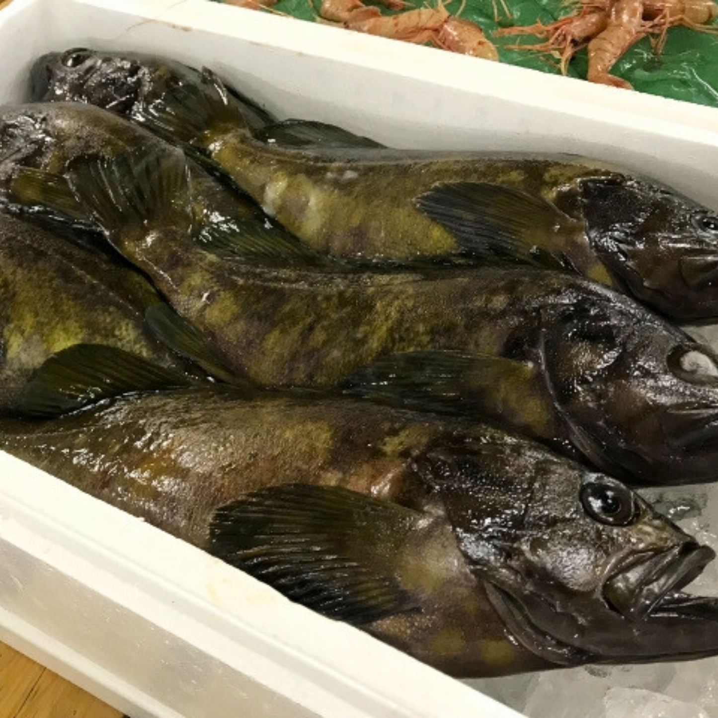 幻の高級魚クエ！日本で唯一のクエだし調味料は卵かけごはんとの相性が最高だった